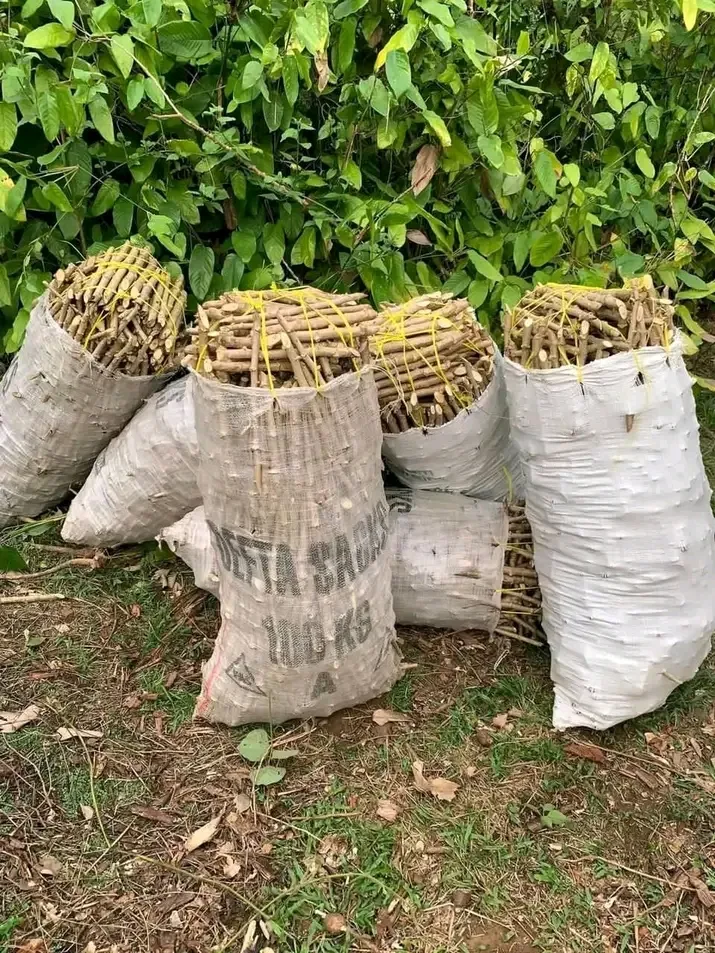 Semences de manioc toutes les variétés