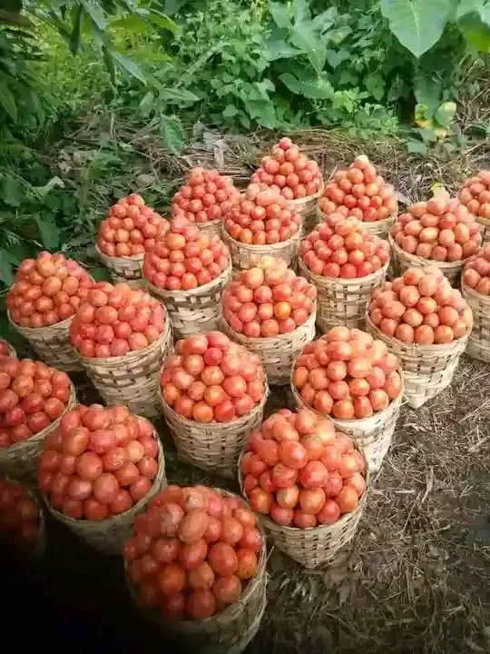 Fruits de tomates en cageots