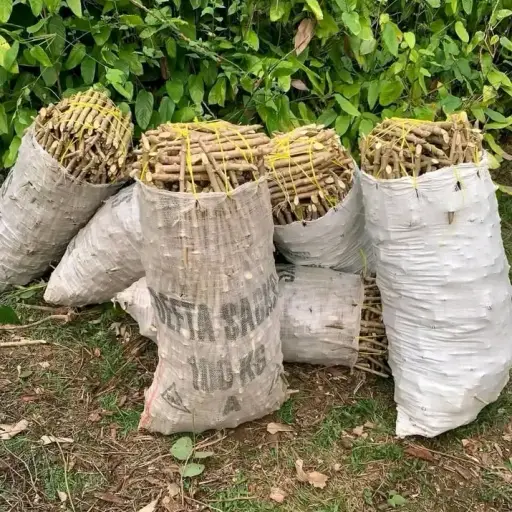 Semences de manioc toutes les variétés