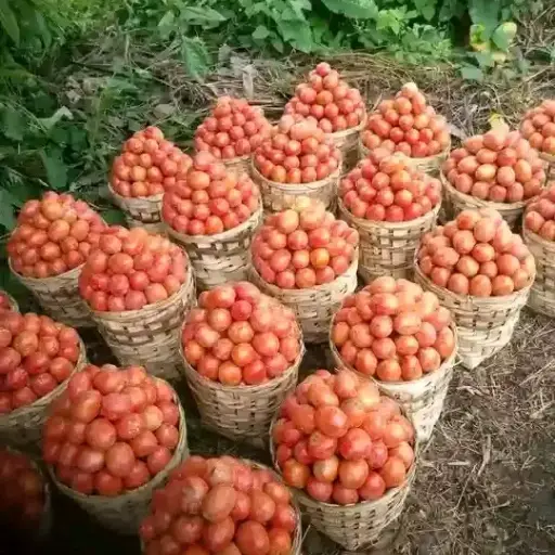 Fruits de tomates en cageots